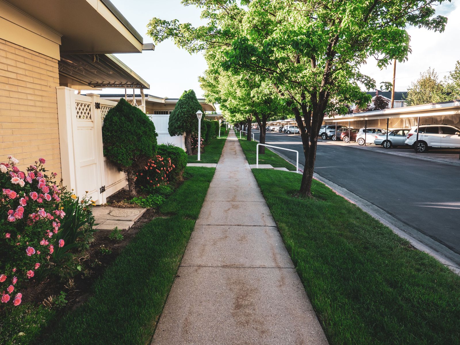 Concrete sidewalk running between a lawn and a residential street lined with trees